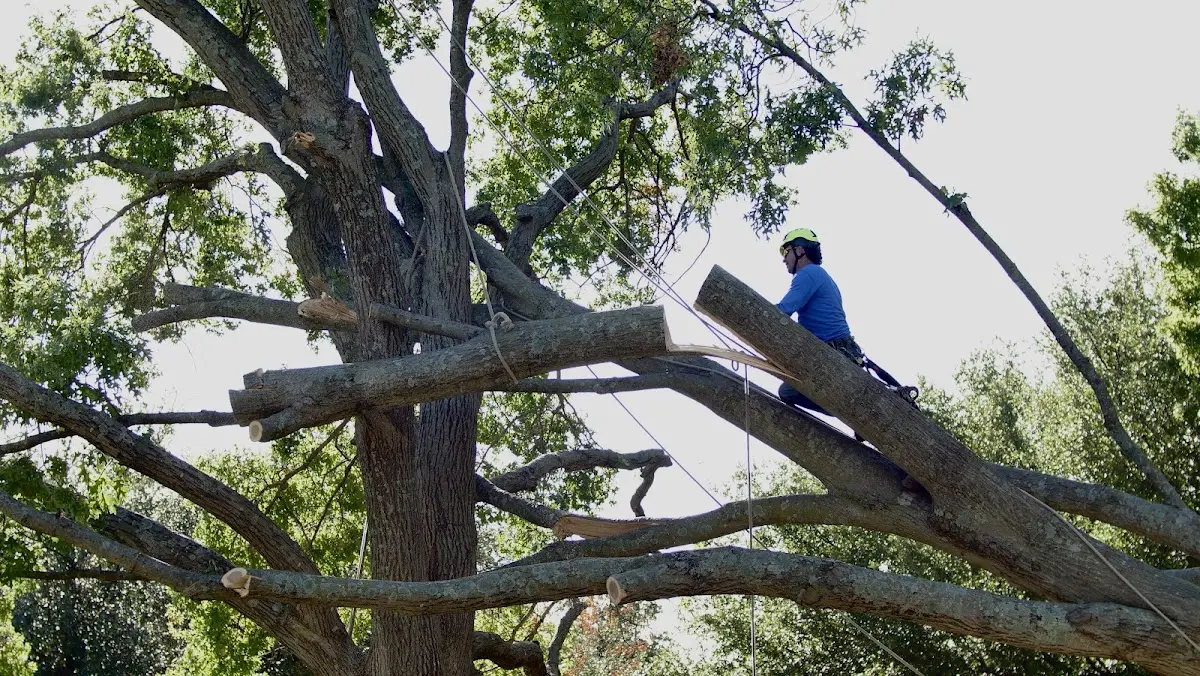 Professional Crown Thinning performed by certified arborists in Trenary
