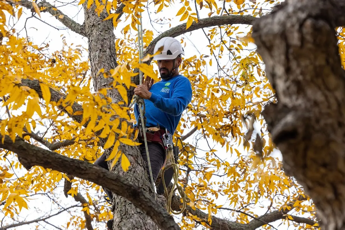 Skilled Storm Damage Cleanup crew working in Trenary